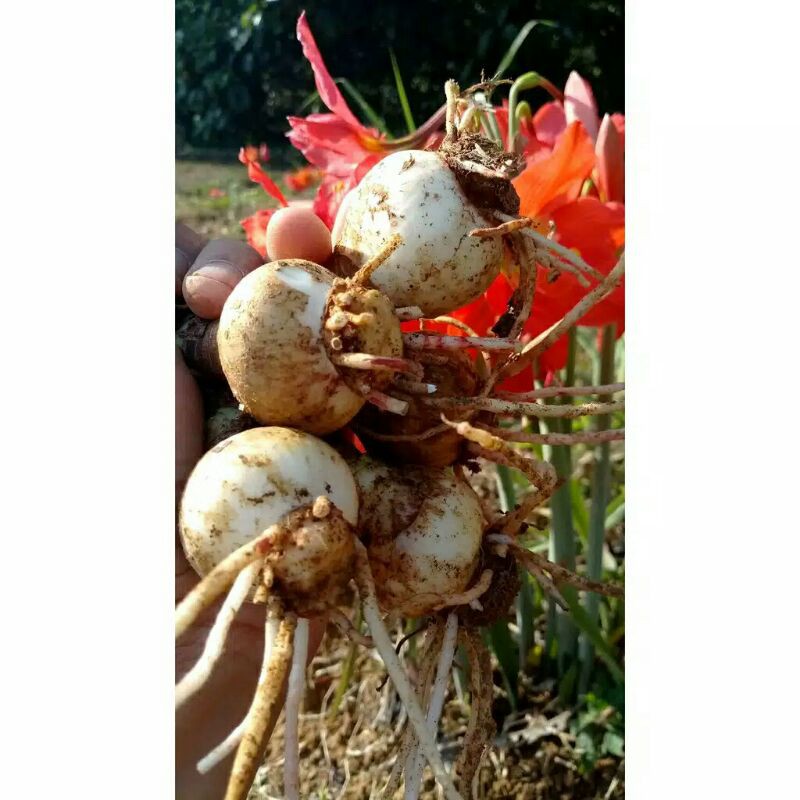 umbi bunga amarilis/umbi bakung/umbi bakung murah berat 1 kg