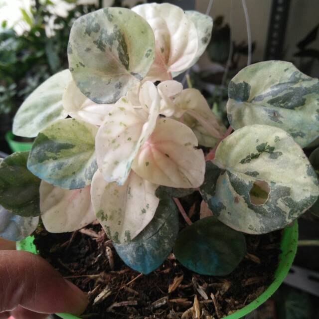 Bibit tanaman peperomia pink.lady