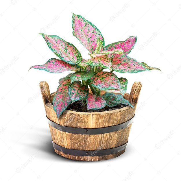 bibit ndut anjamani daun 3-5 / Aglaonema Dud Anjemani / Bunga Hias Aglonema Hidup Murah (tanaman hid