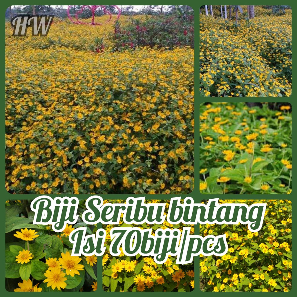 

Biji nunga seribubintang