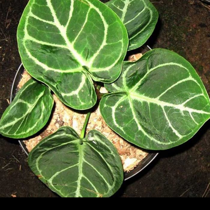 NEW tanaman hias athorium kuping gajah daun bundar/Dorayaki