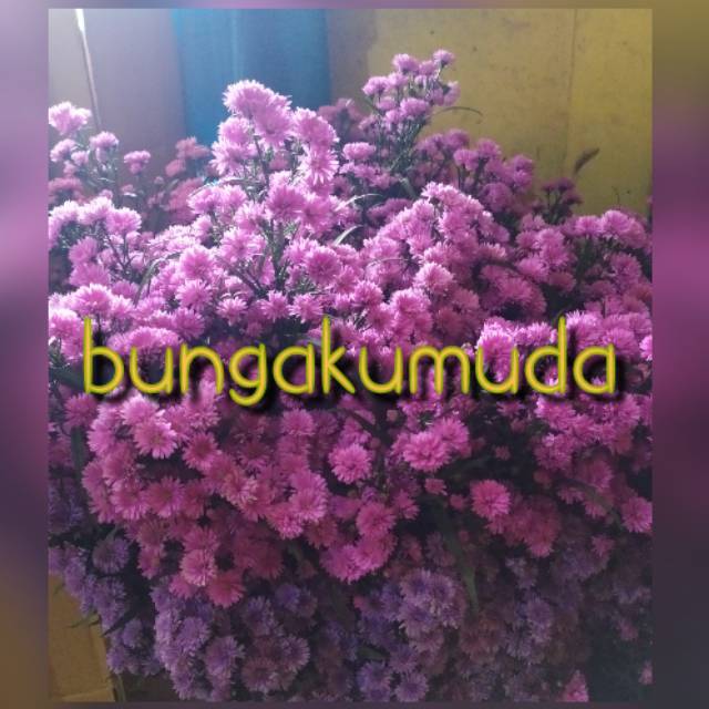 

Paket 1 ikat /pikok potong all varian colour /bunga fresh(asli)
