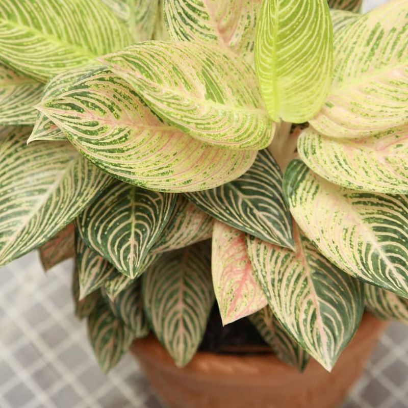 bonggol aglonema golden hope