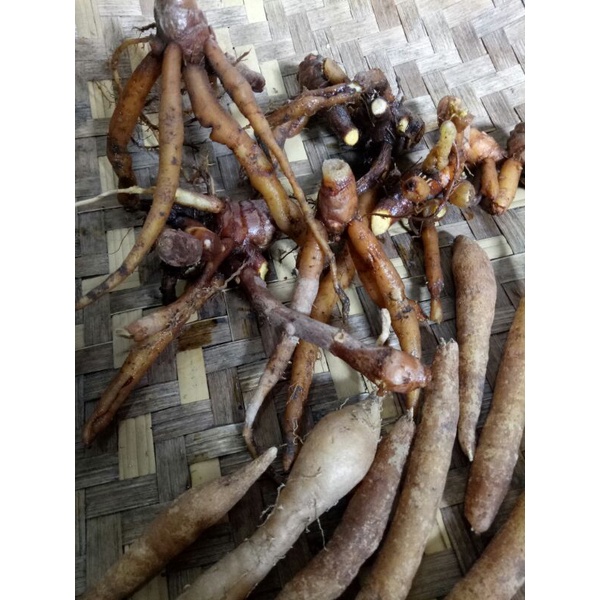 

Temu Kunci 250 gr / Temu Kunci Bumbu Dapur