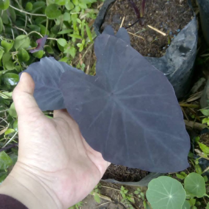 alocasia black magic - alocasia hias full black