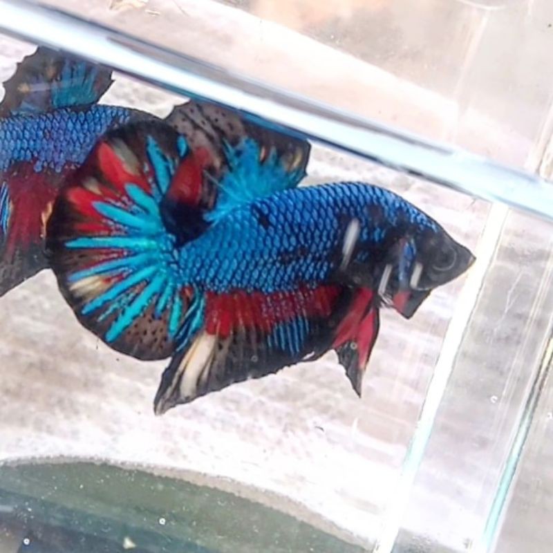 ikan cupang BabyAvatarKalimaya