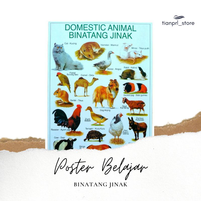 

POSTER BELAJAR BINATANG JINAK