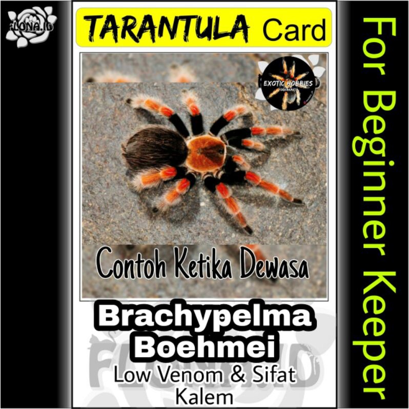 Kartu Tarantula | Boehmei 2cm Brachypelma Boehmei 2 cm Tarantula Bohmei Laba-laba