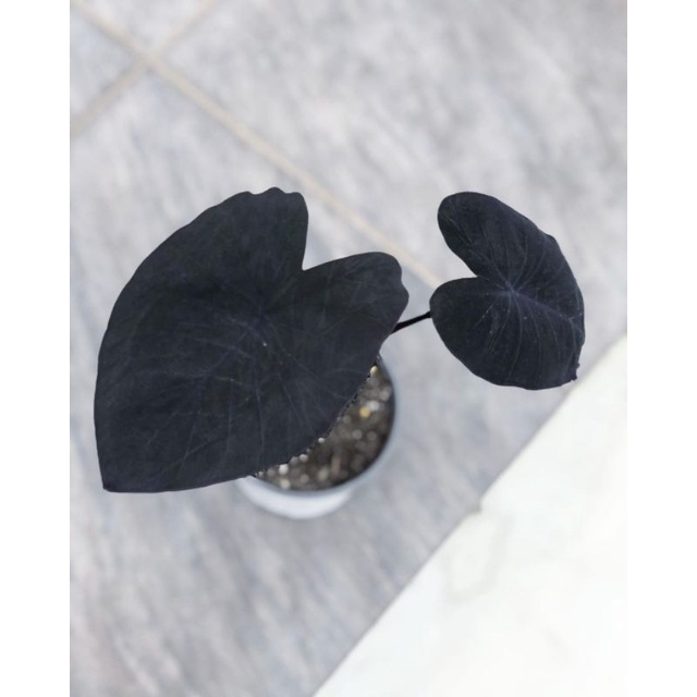 Tanaman hias keladi black magic / Alocasia black magic