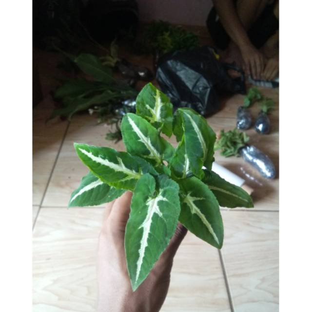 Tanaman hias syngonium keladi / tanaman hias keladi wedlandi / tanaman keladi
