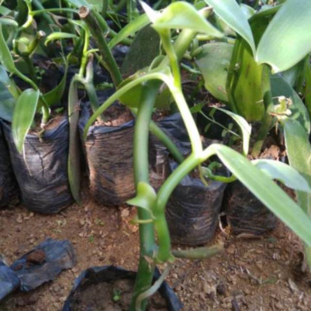 Bibit vanili planifolia sudah tunas