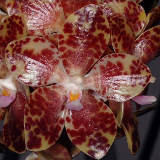 Anggrek Seedling Phalaenopsis Gigantea