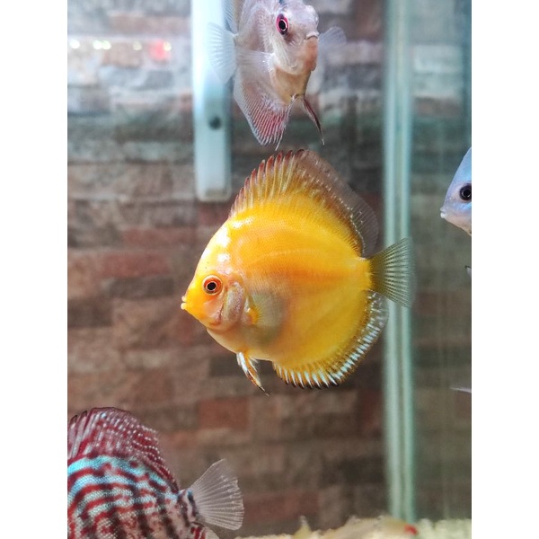 Discus Golden Crystal