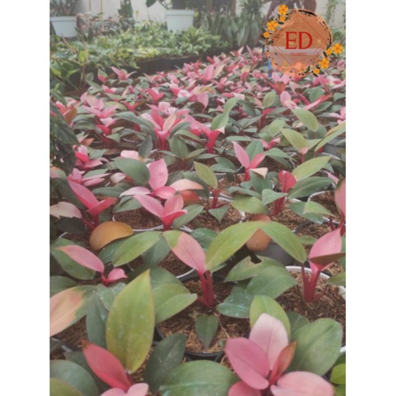 PROMO!!! TANAMAN HIAS PHILODENDRON PINK CONGO REAL PICT