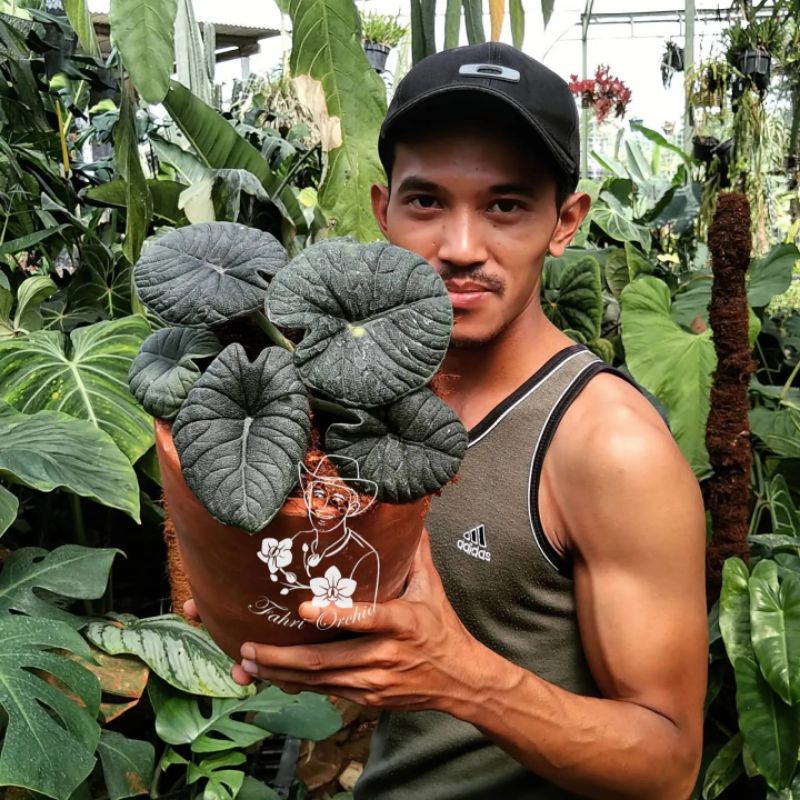 FahriOrchid - Alocasia Rhino skin, melo badak