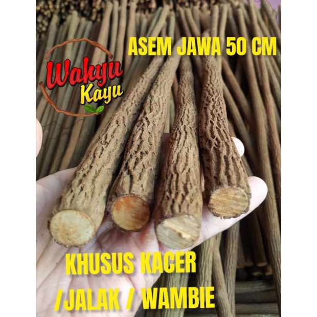KHUSUS TANGKRINGAN KACER CENDET JALAK WAMBIE 50 CM KAYU ASEM JAWA SUPER