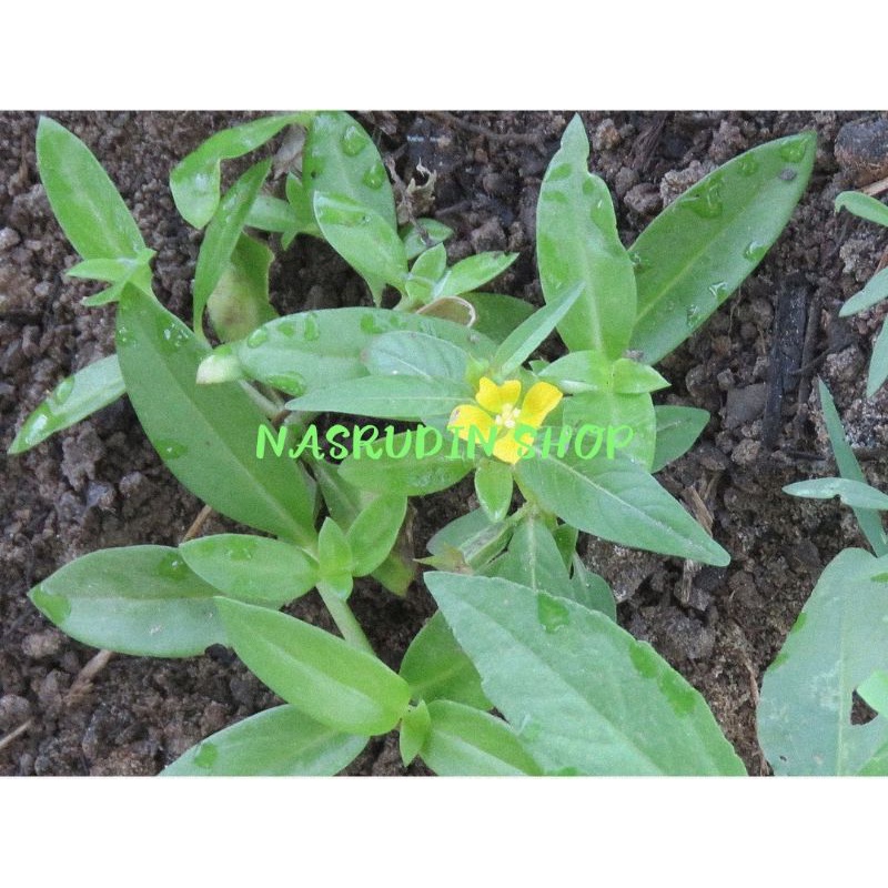 

[Fresh] BIBIT CACABEAN / LUDWIGIA OCTOVALVIS / LUDWIGIA DECURRENS / PERPOHON / TANAMAN HIAS