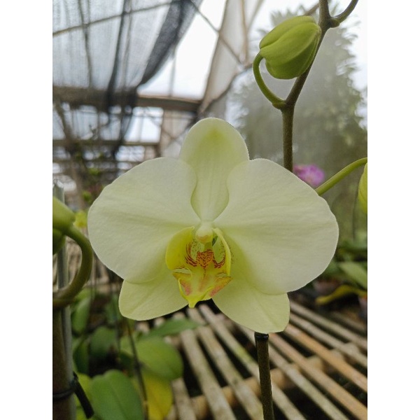 anggrek bulan grade B kuning kehijauan phalaenopsis hybrid bunga besar kondisi knop mekar angbul hij