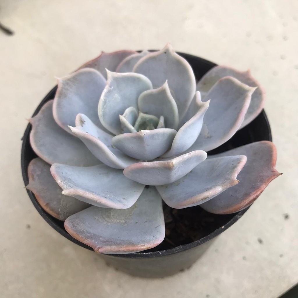 Tanaman Hias Hidup Kaktus Sukulen Echeveria 'Fleur Blanc'