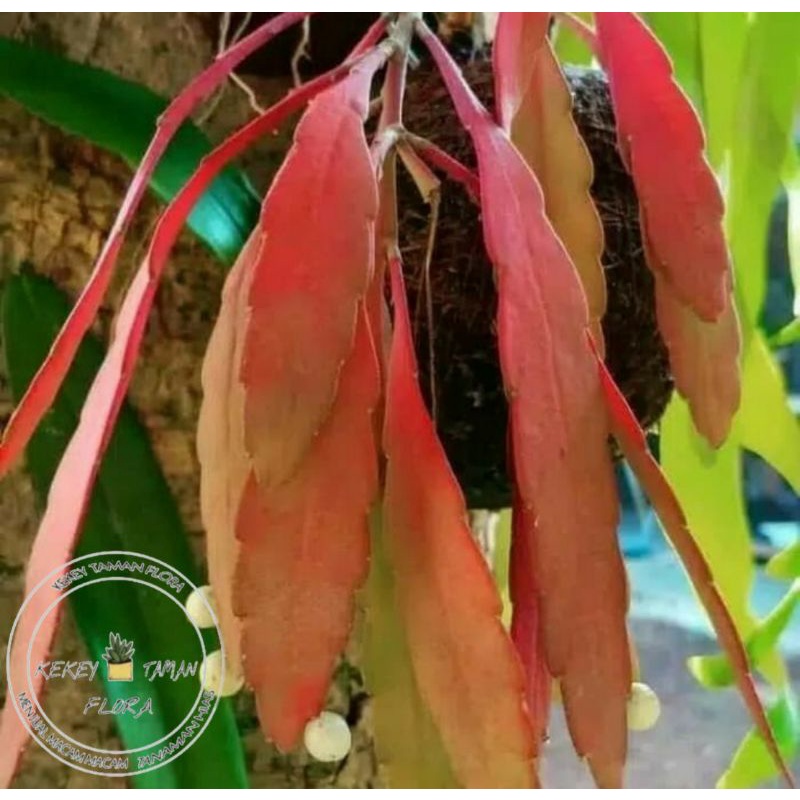 Tanaman Hias Wijaya Kusuma Tasbih - Bunga Wijaya Kusuma Tasbih