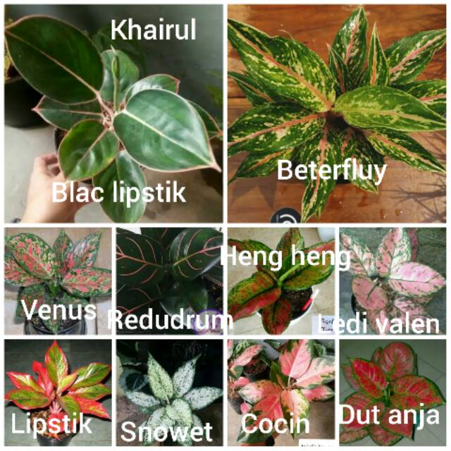 Paket bibit bunga aglonema 10 batang