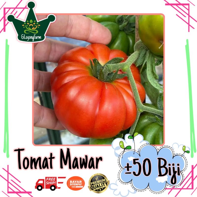 Benih Tomat Keriting Mawar - Bibit Tanaman Sayur Sayuran Seribuan