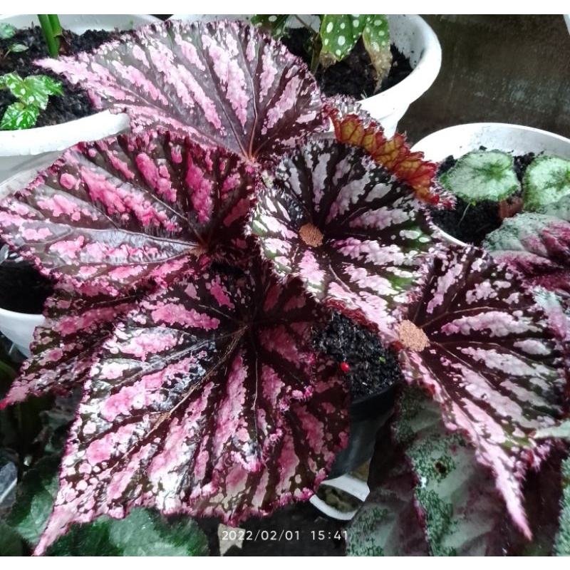 BEGONIA REX PELANGI