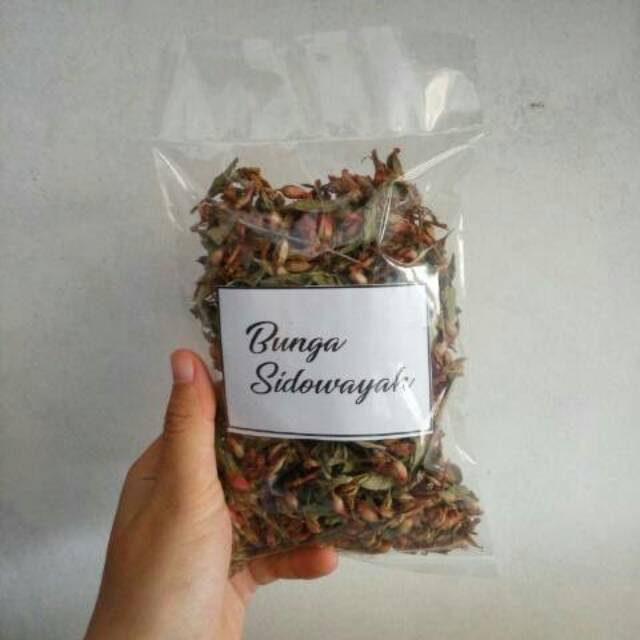 

Laris Rempah. Bunga Sidowayah Premium Kering (Woodfordia floribunda Salis)