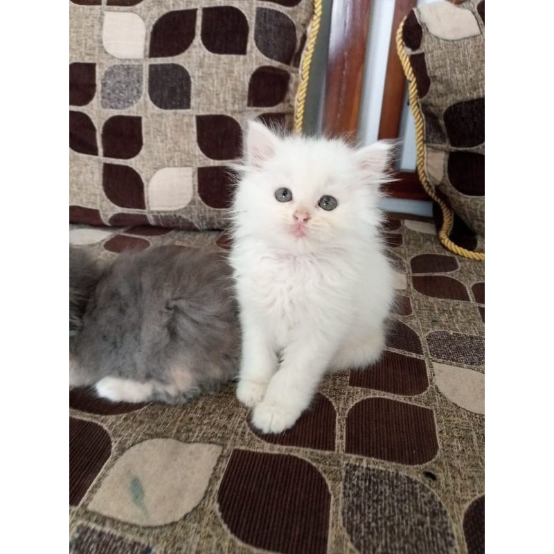 Terjual Kucing Persia Putih Super Lucu Shopee Indonesia