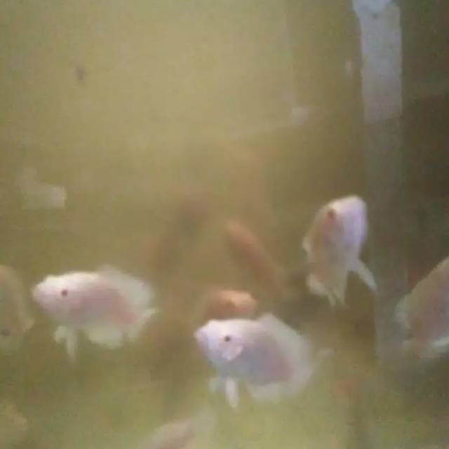 

Ikan Oscar albino