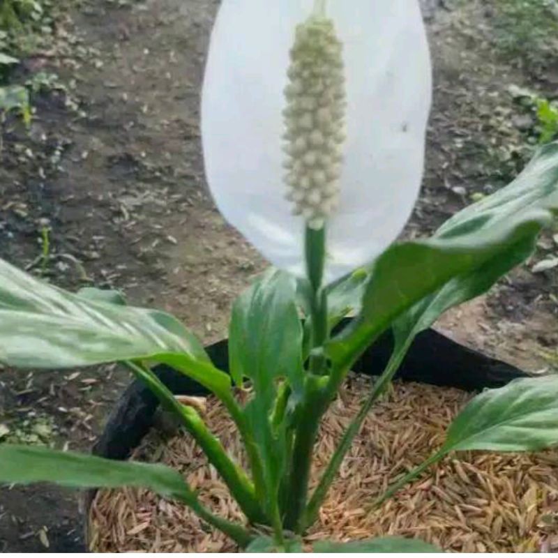 bunga peace lily