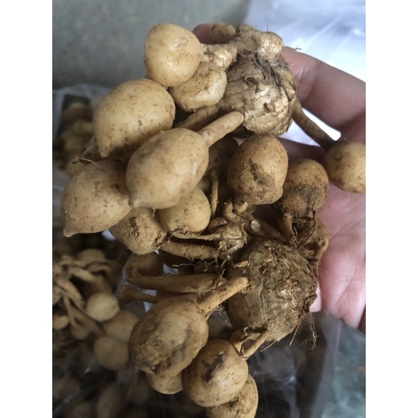 

Kunyit Putih Segar 250 gram