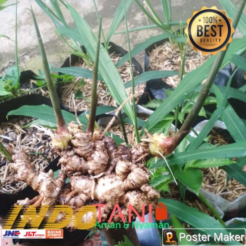 

JAHE emprit segar 250 gr.