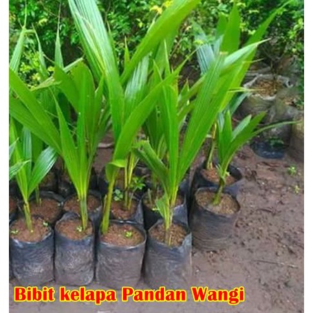 Bibit Kelapa Pandan Wangi Unggul