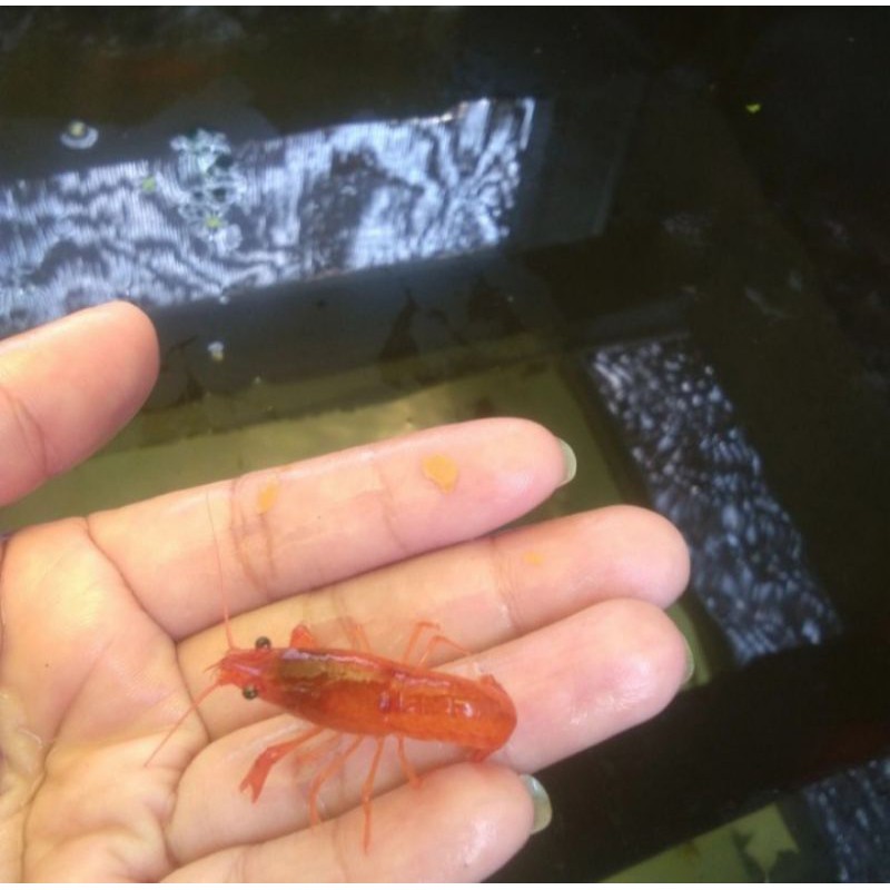 

Lobster mini merah air tawar