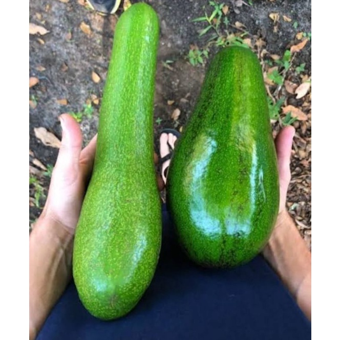 Bibit Alpukat Kelud Subang