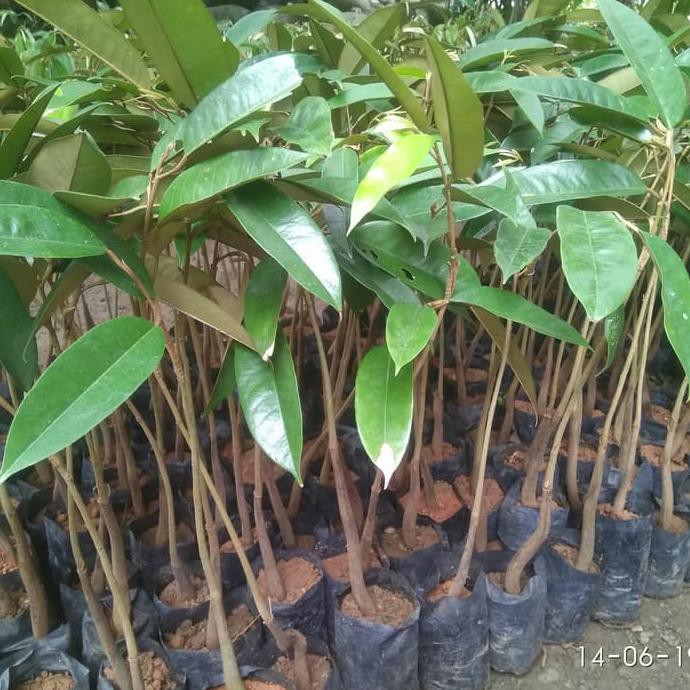 Cups Bibit Durian Bawor Bhineka Bawor Montong Orange