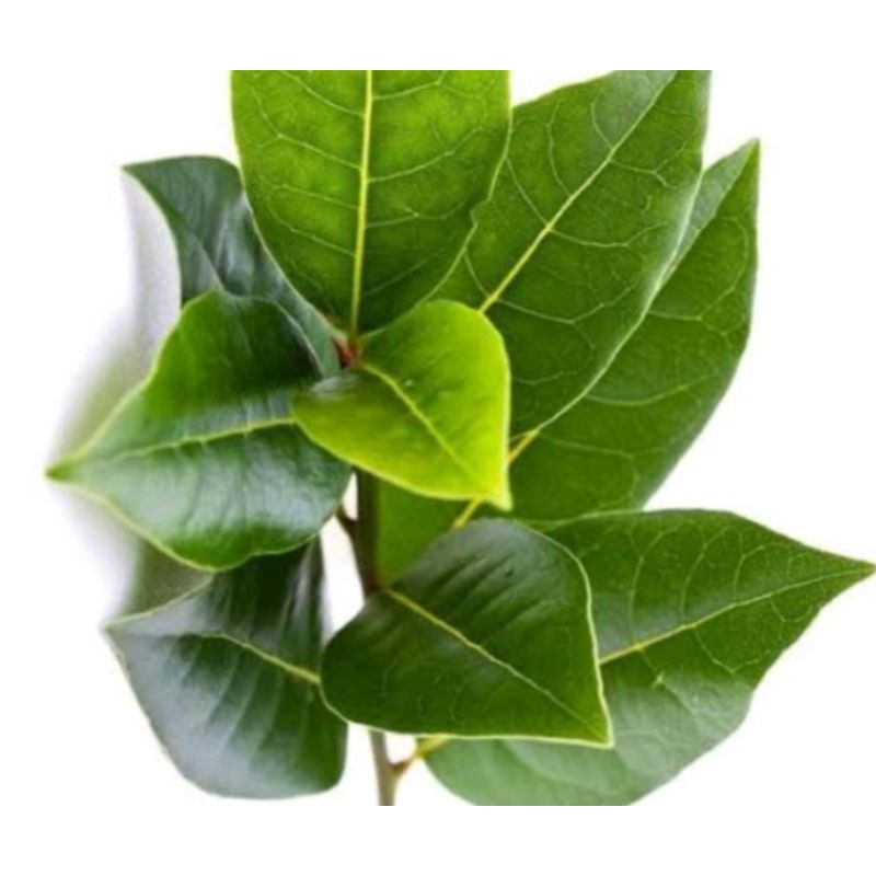 

daun salam, satu ikat.