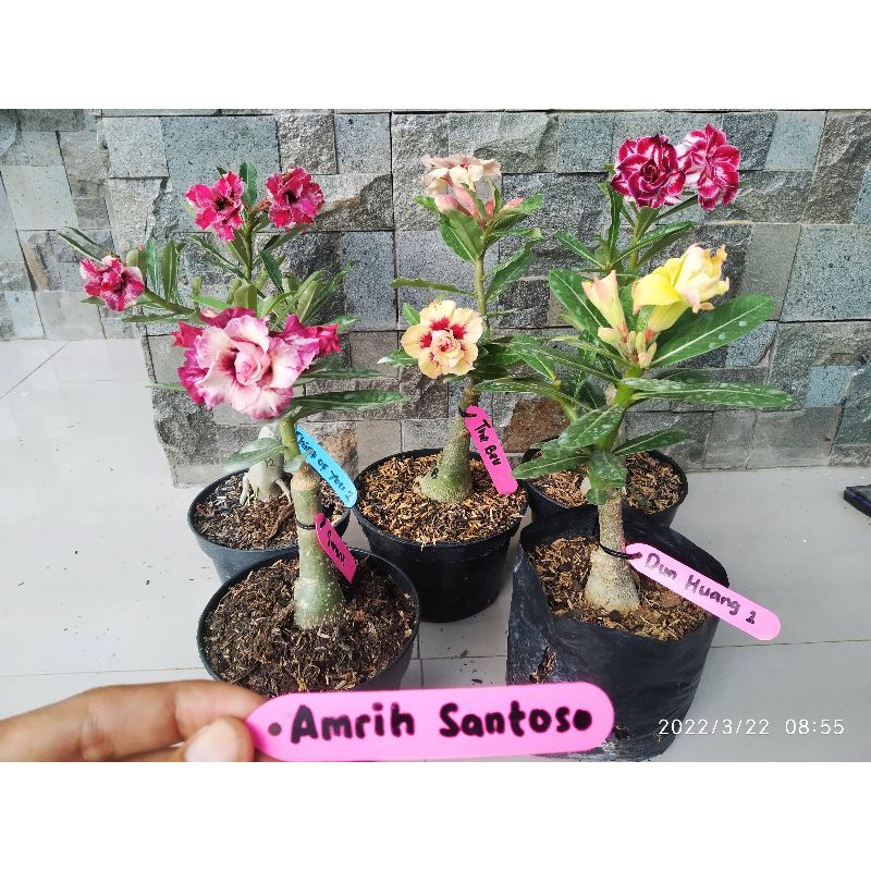 Adenium bunga tumpuk graftingan