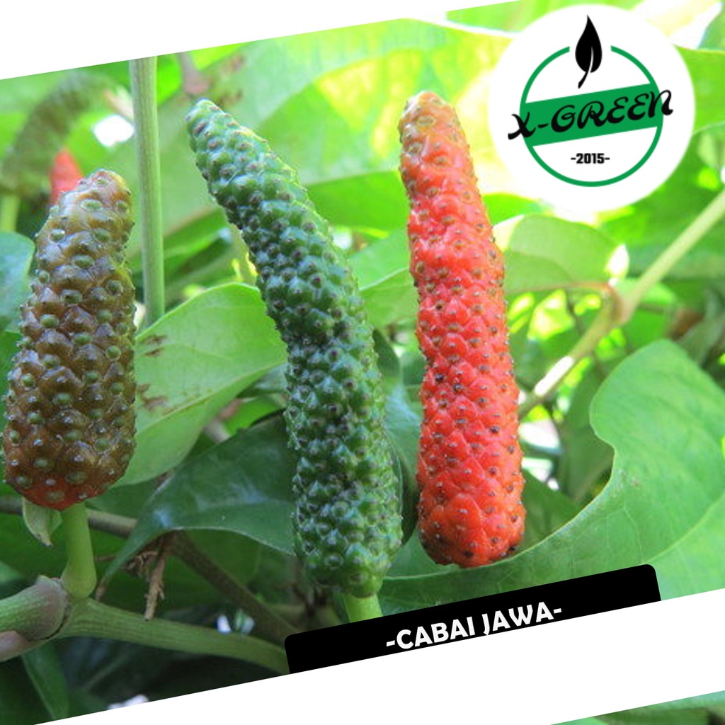 Pohon Cabe jawa, Cabe Jamu - (X-Green)