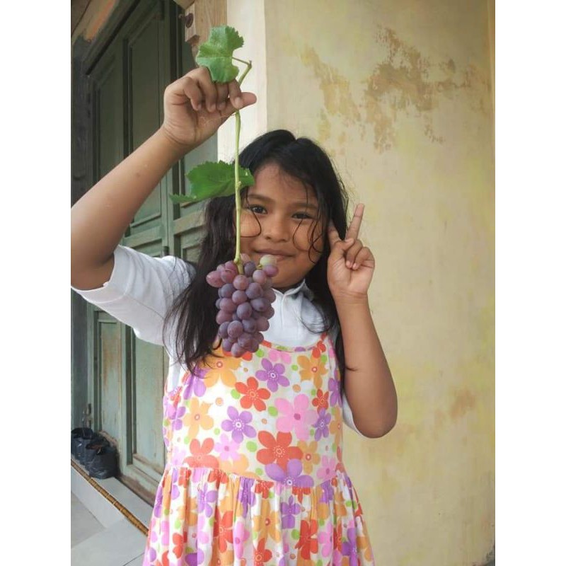 Bibit Anggur Jupiter Sedless