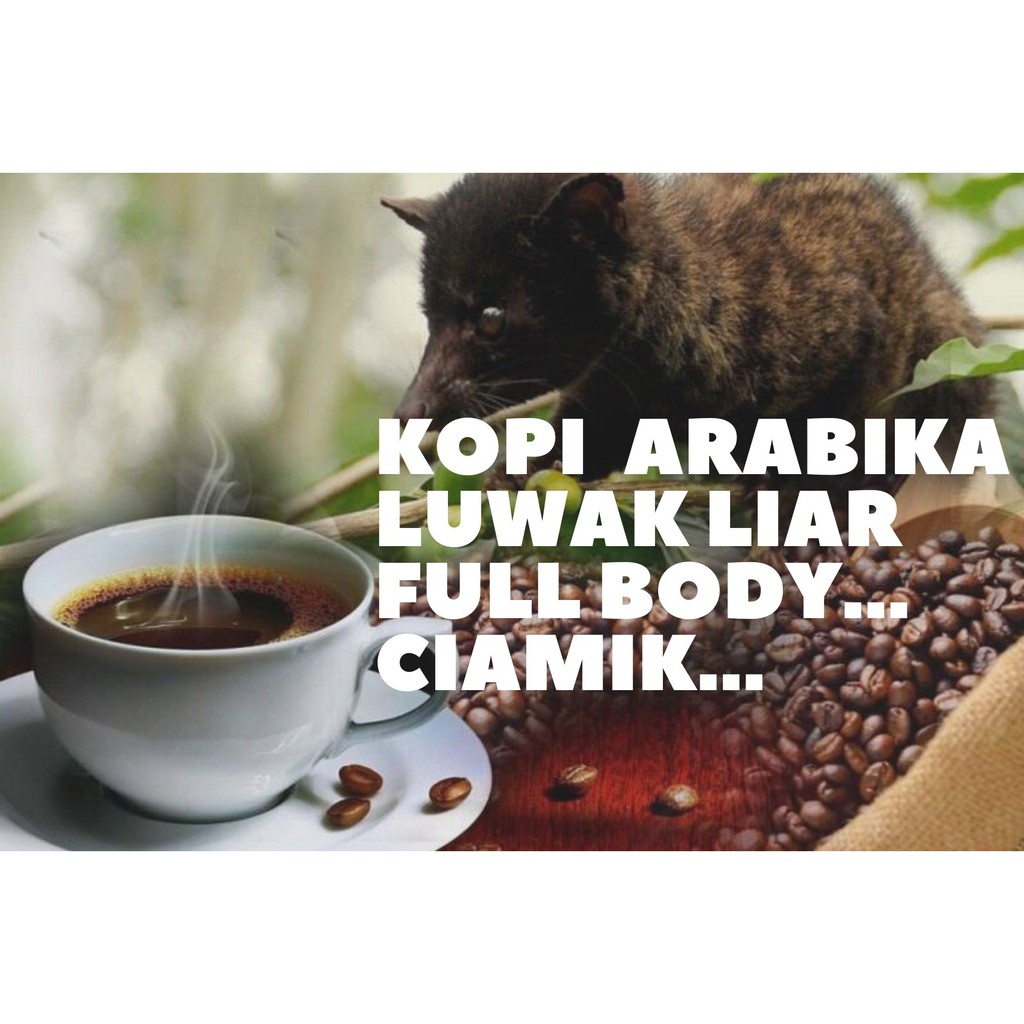 

Gold Coffee Kopi Luwak Liar Roast Bean Arabika Terbaik Dihutan Indonesia.