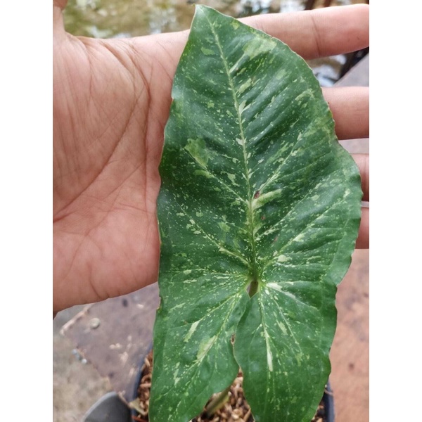 syngonium panda pesanan