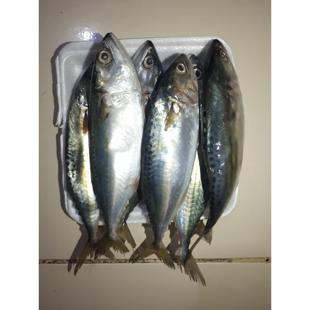 

Ikan Kembung Banjar Segar 1000 Gram