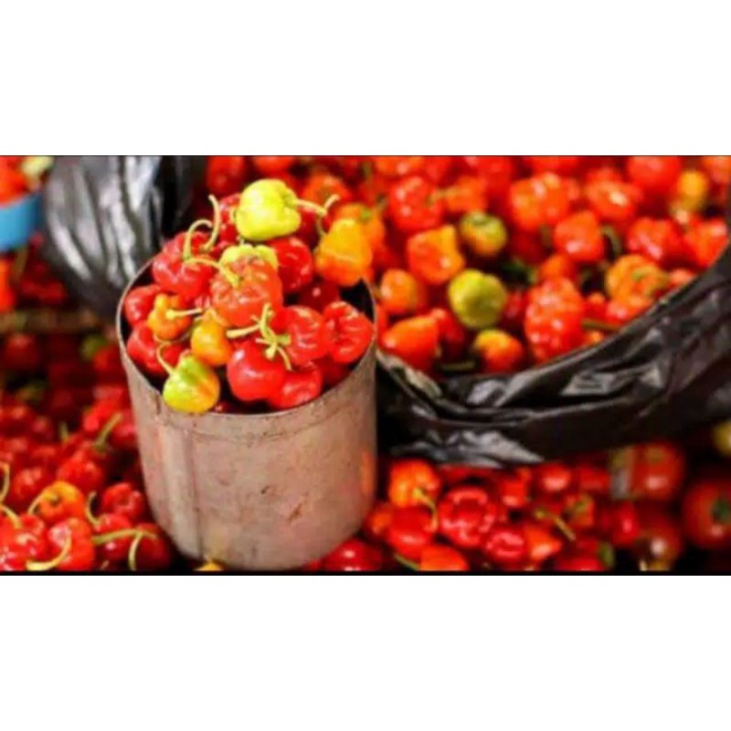 

katokkon toraja cabai pedas