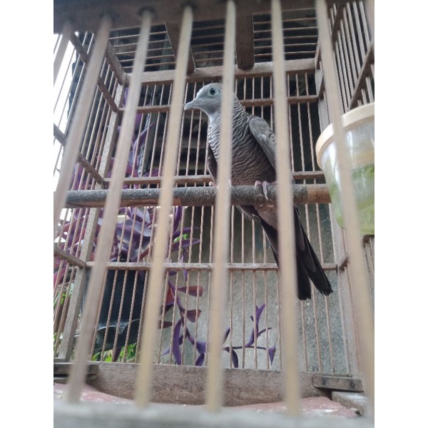 Burung perkutut cemani mojopahit