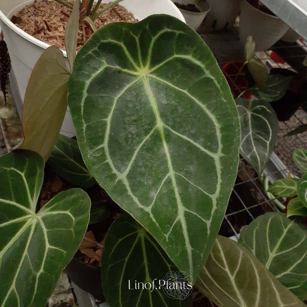 Tanaman Hias Anthurium Crystallinum X Forgetii not Papillilaminum / Veitchii / Lidah Gajah