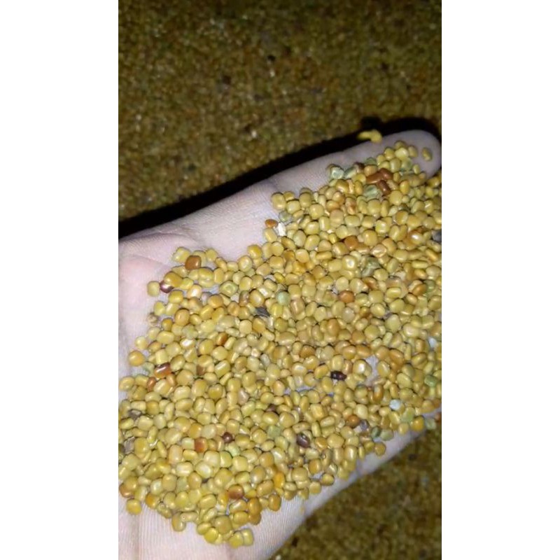 kacang cm (calopogonium mucunoides) kemasan 10 kg