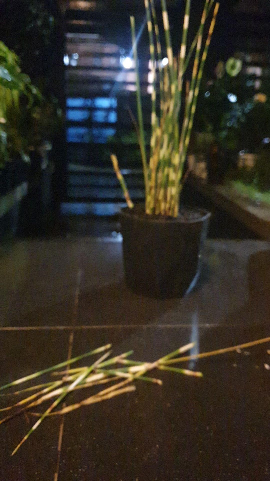 Tanaman Hias Bambu Air Variegata