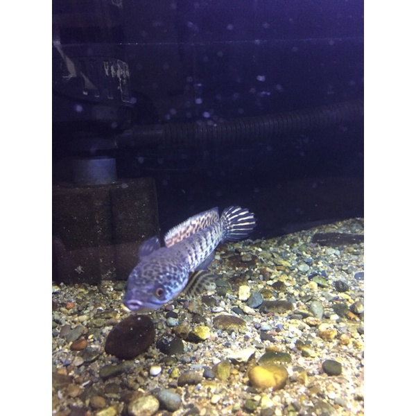 Ikan Auranti ukuran 15cm